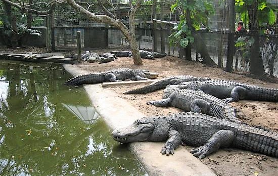 Picture showing alligators at the Everglades Wonder Gardens