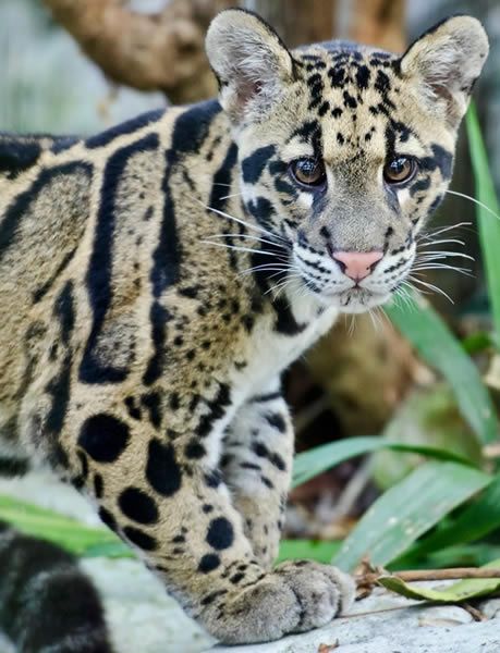 Picture showing a Clouded Leopard at the Naples Zoo