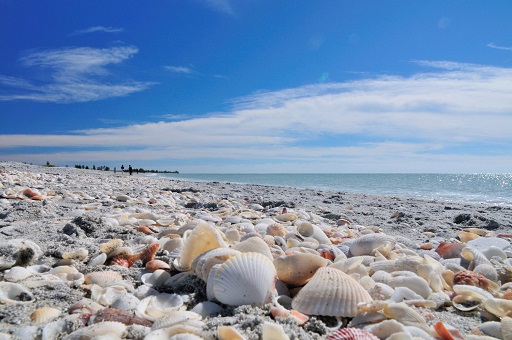 Picture showing thousands of shells on Bowmans Beach