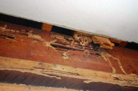 Picture of a wood destroying organisms infected wood log in a ceiling of a house
